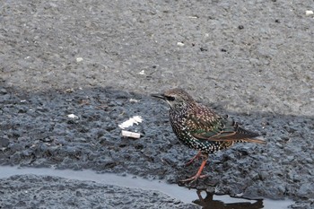 Common Starling Reykjavík Mon, 9/12/2022