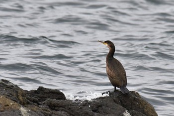 European Shag Ólafsvík Sat, 9/10/2022