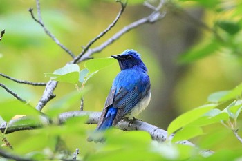 オオルリ 大阪城公園 2018年4月23日(月)