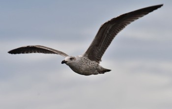 European Herring Gull Ólafsvík 2022年9月10日(土)