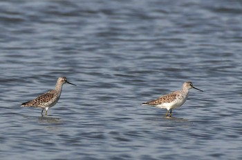 Marsh Sandpiper Daijugarami Higashiyoka Coast Wed, 5/3/2023