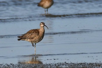 Eurasian Whimbrel Daijugarami Higashiyoka Coast Wed, 5/3/2023