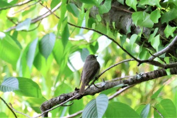 コサメビタキ 長崎県大村市野岳湖 2023年5月8日(月)