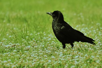 ハシボソガラス そうか公園 2023年5月9日(火)