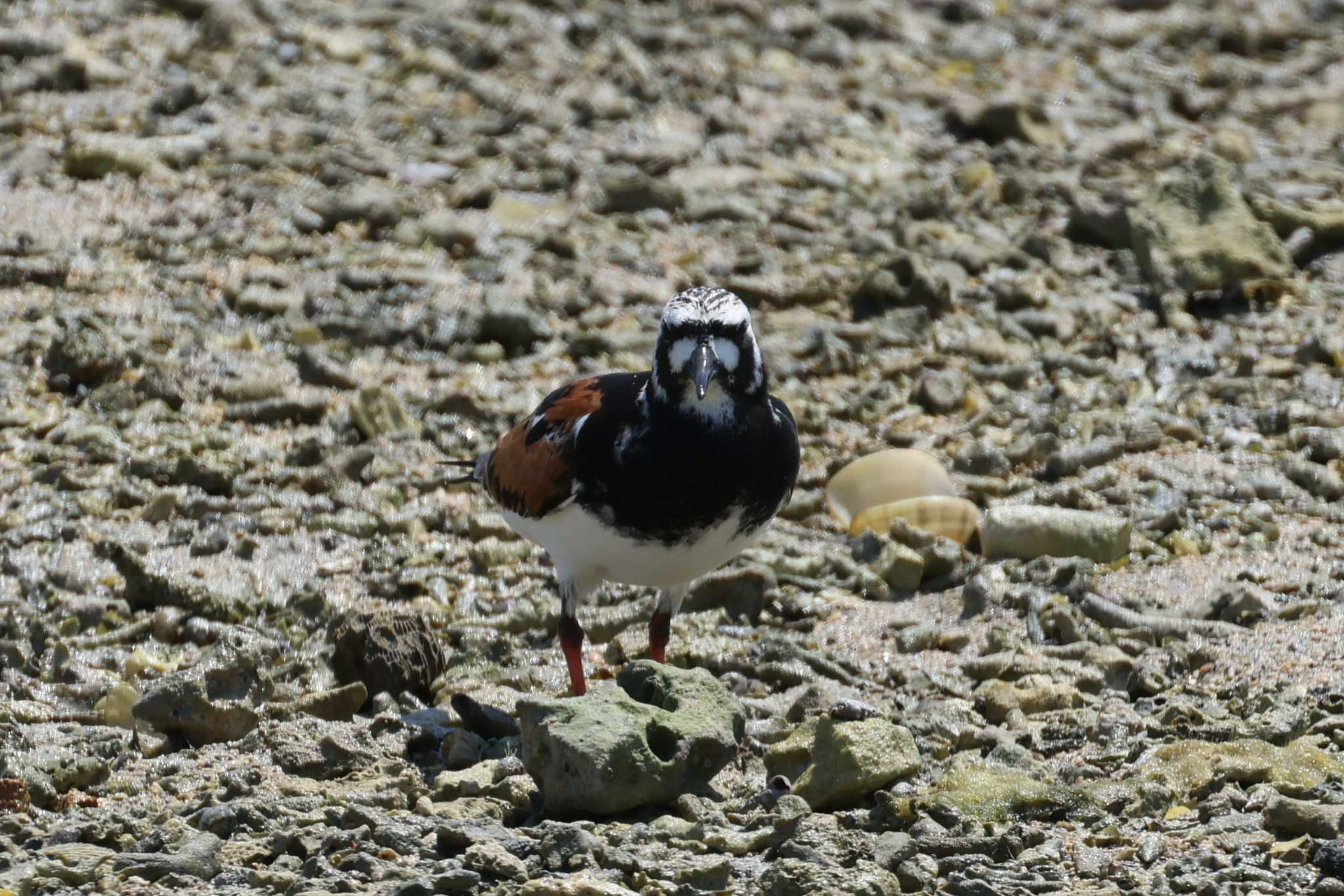 Ruddy Turnstone