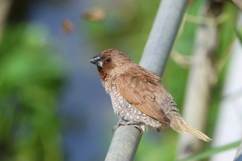 Scaly-breasted Munia 大山田イモ畑 Sun, 4/30/2023