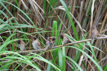 Scaly-breasted Munia 大山田イモ畑 Sun, 4/30/2023