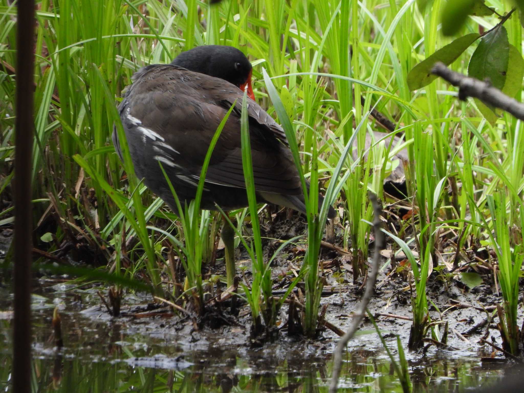 Common Moorhen