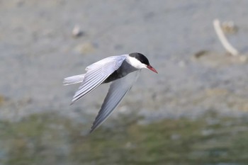 クロハラアジサシ 与根の三角池 2023年5月2日(火)