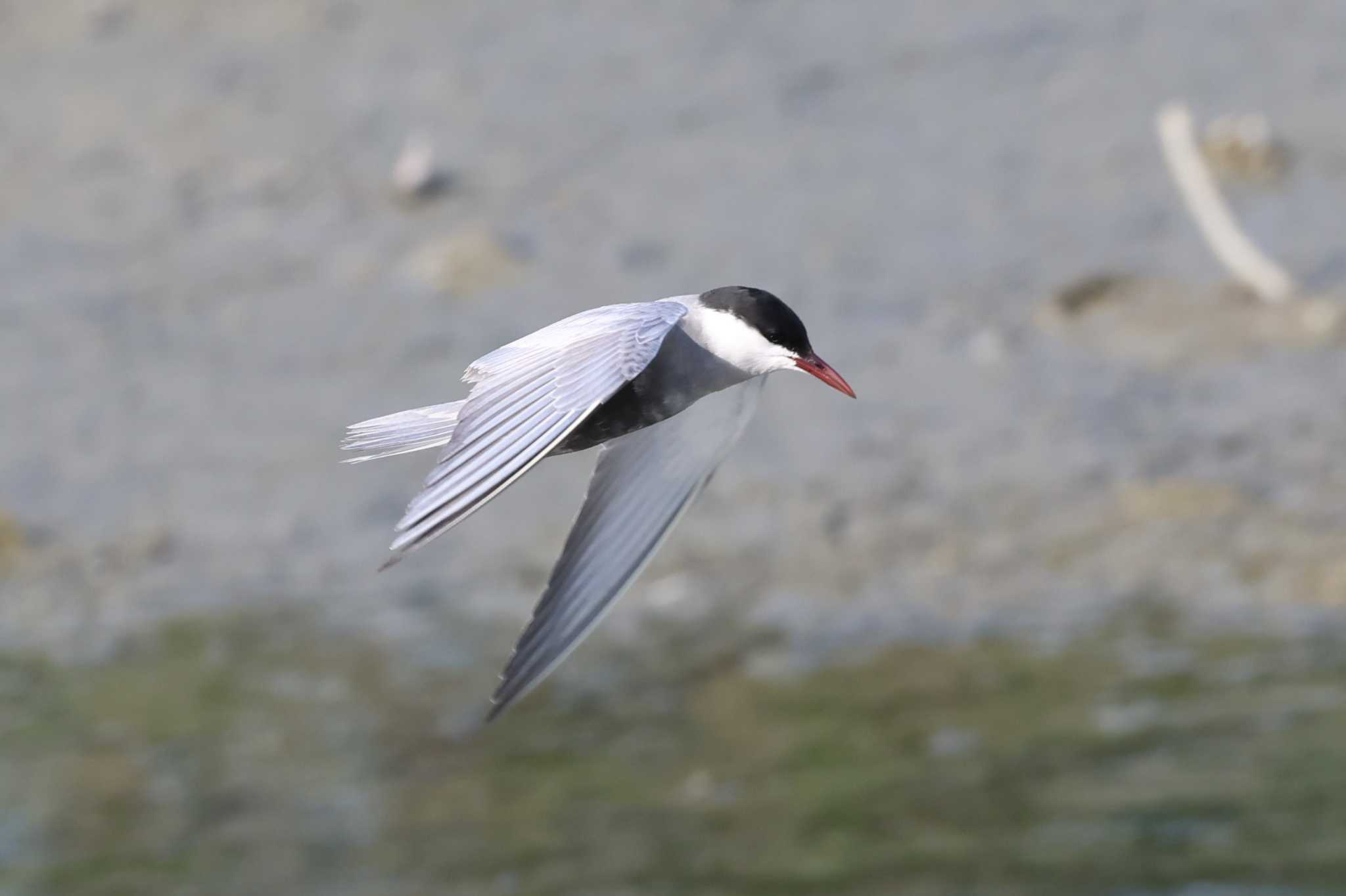 Whiskered Tern