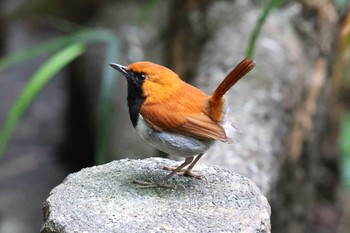 ホントウアカヒゲ 国頭村森林公園 2023年5月1日(月)