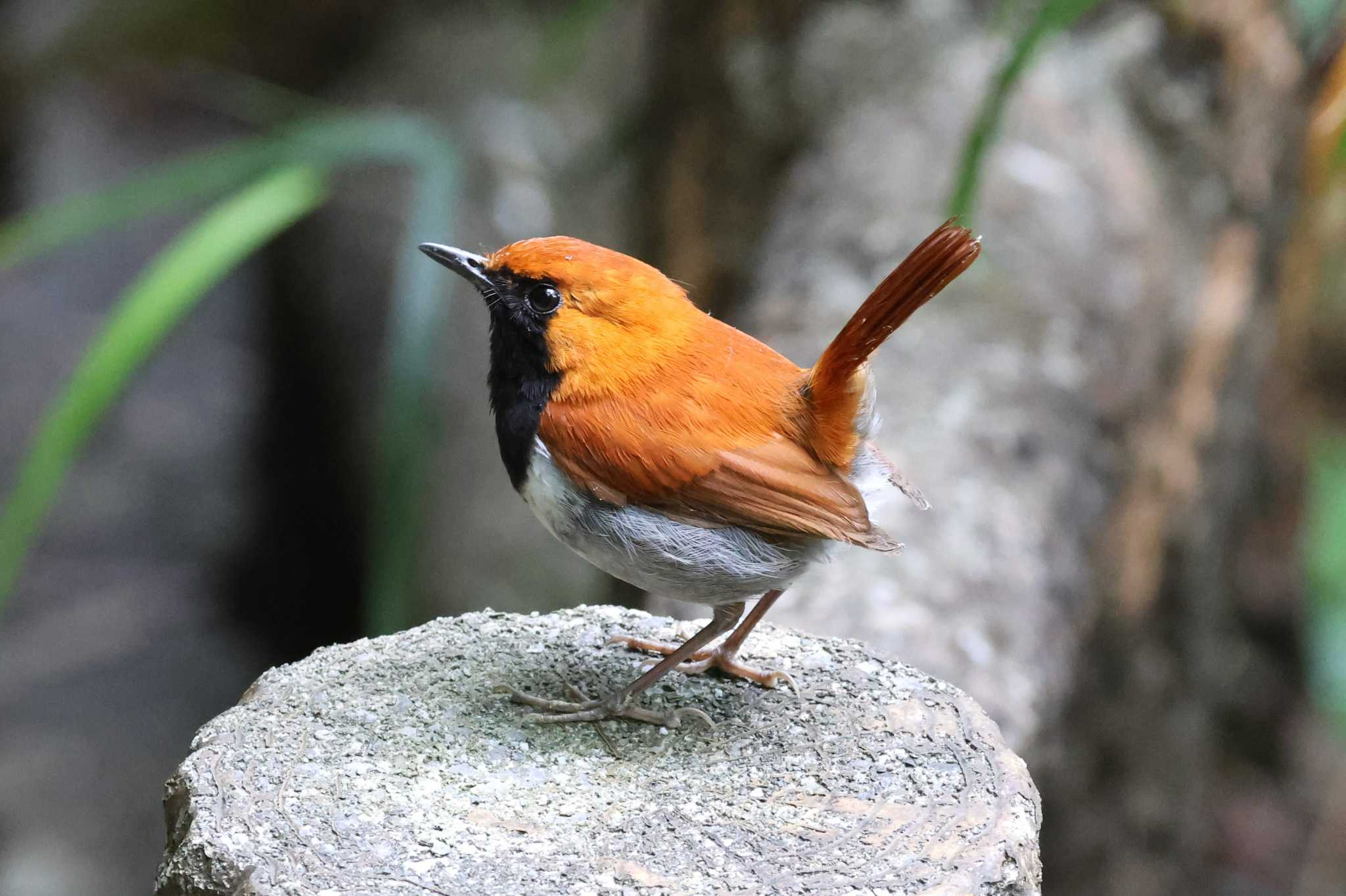 Okinawa Robin