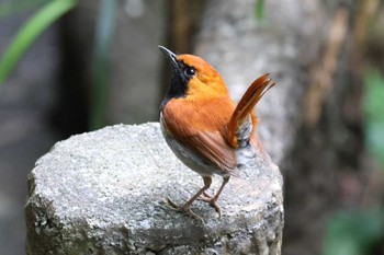 ホントウアカヒゲ 国頭村森林公園 2023年5月1日(月)