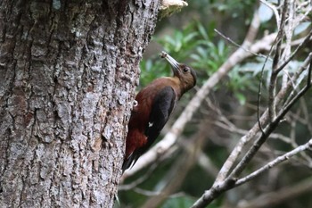 Okinawa Woodpecker 国頭村森林公園 Mon, 5/1/2023