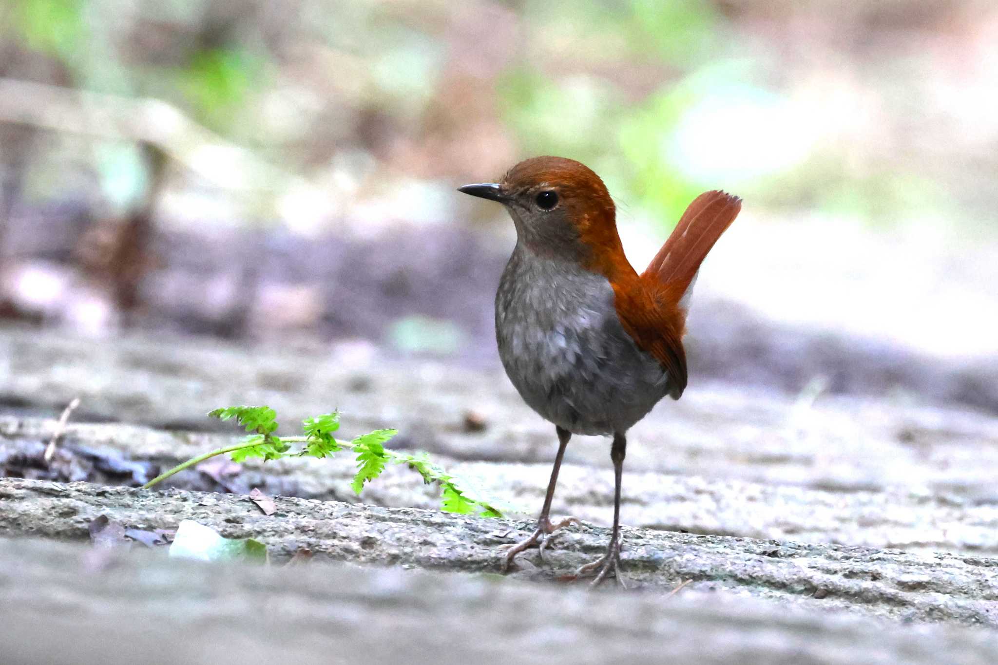 国頭村森林公園 ホントウアカヒゲの写真 by ぼぼぼ