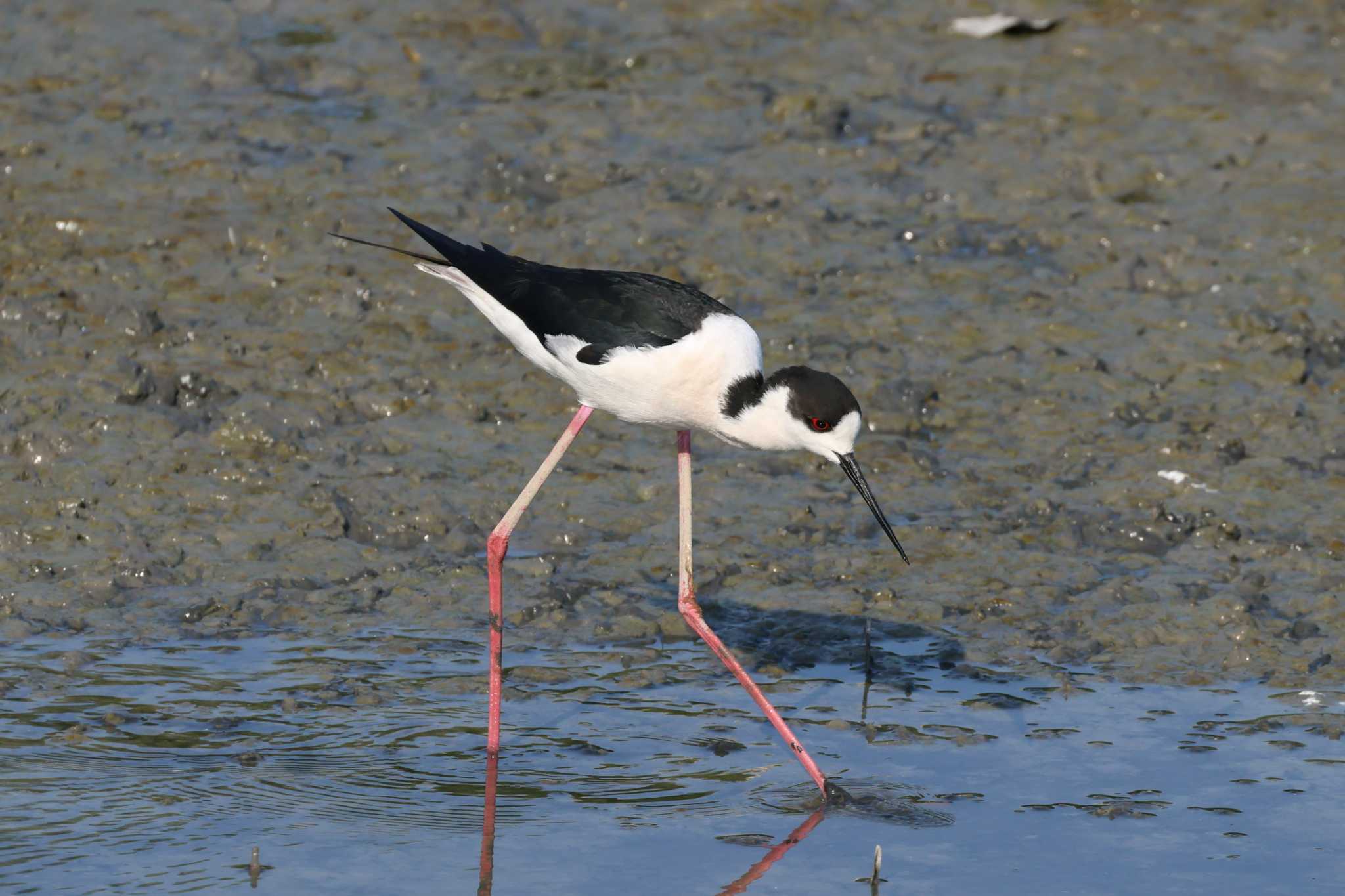 Black-winged Stilt