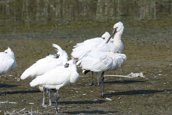 ヘラサギ 与根の三角池 2023年5月2日(火)