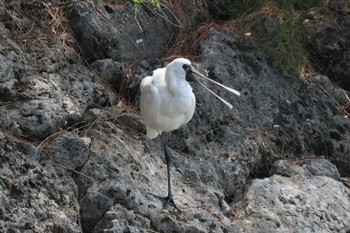 クロツラヘラサギ 与根の三角池 2023年5月2日(火)