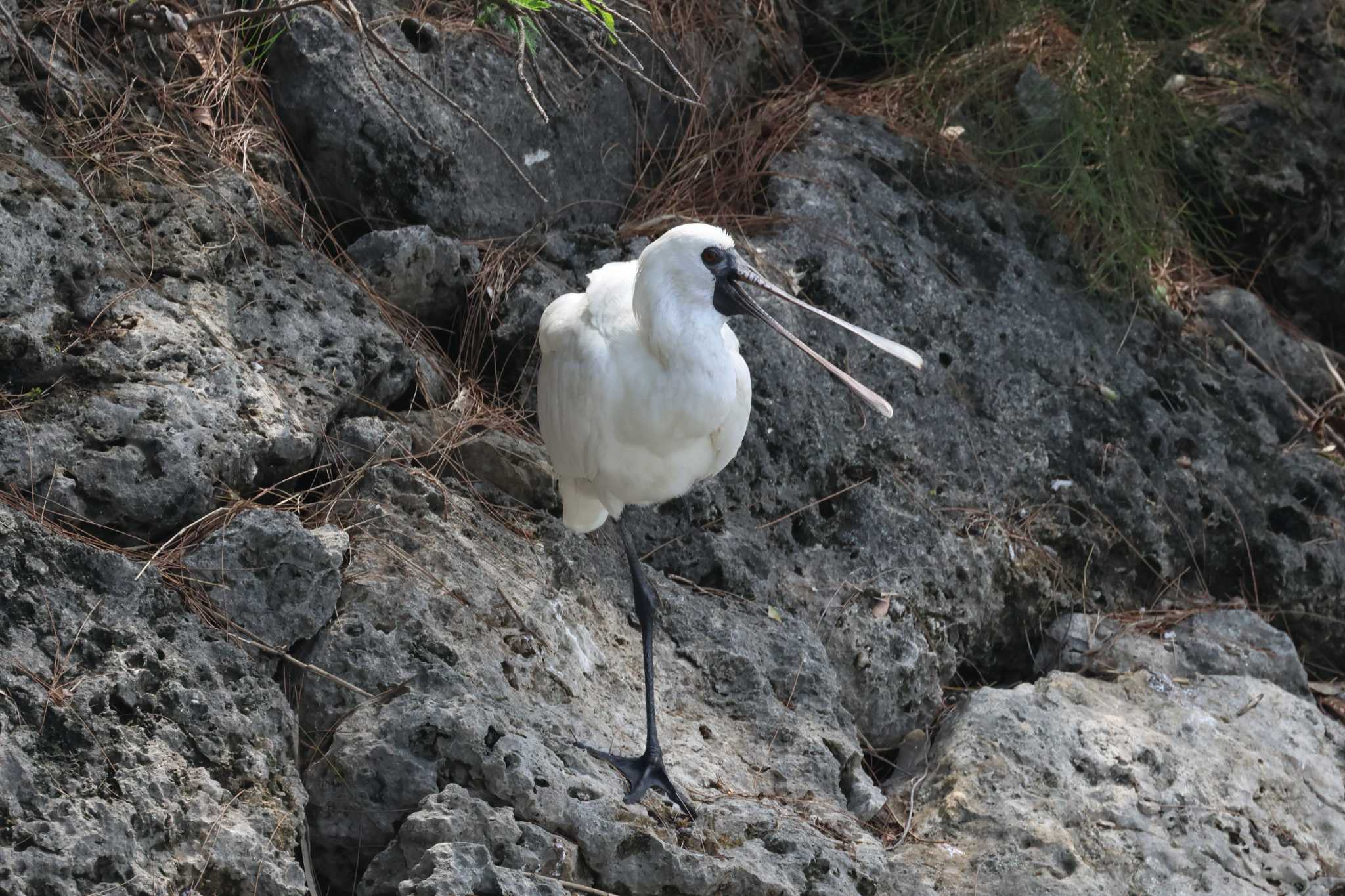 Photo of Black-faced Spoonbill at 与根の三角池 by ぼぼぼ