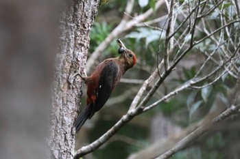 ノグチゲラ 国頭村森林公園 2023年5月1日(月)