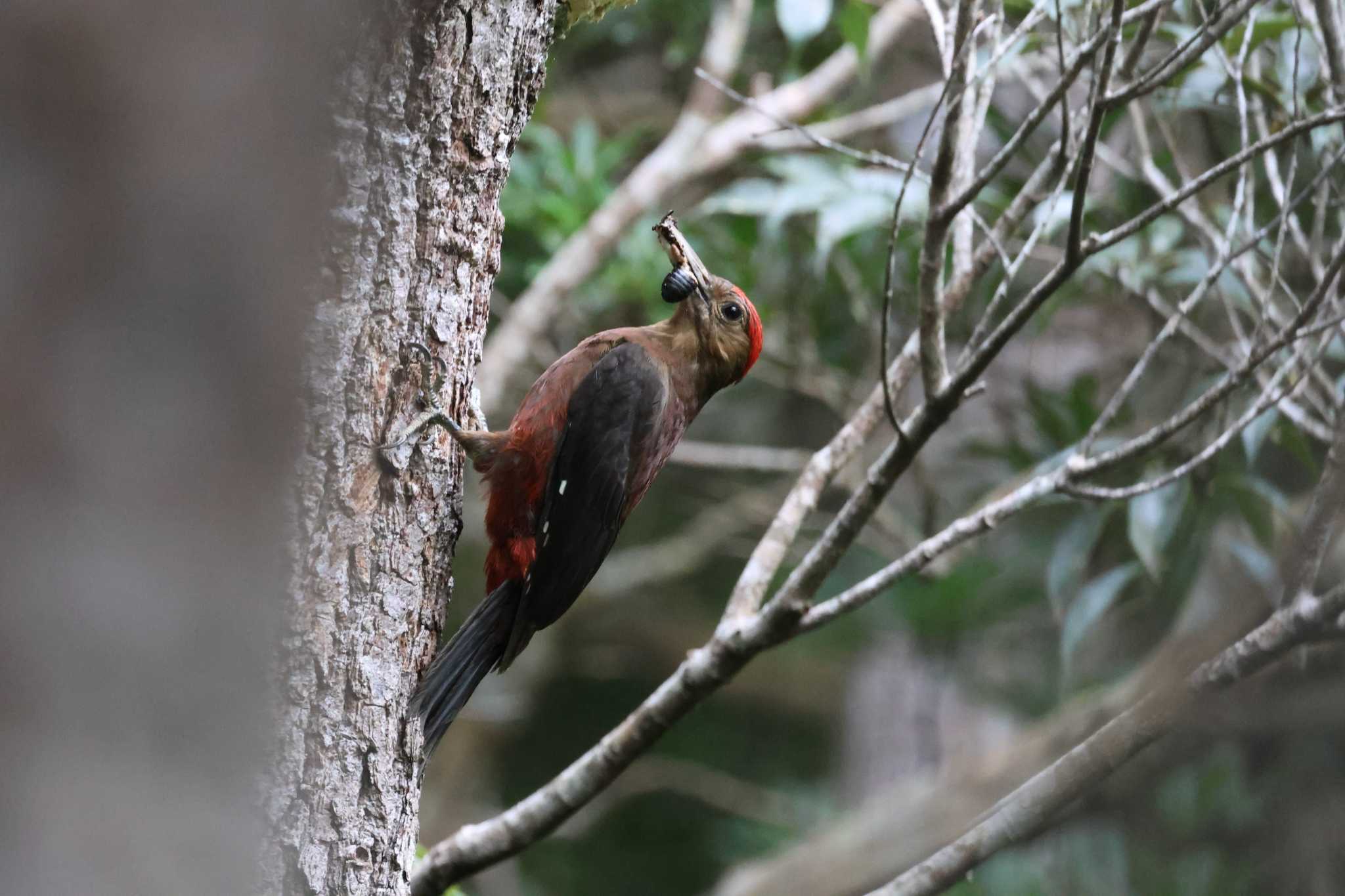 Okinawa Woodpecker