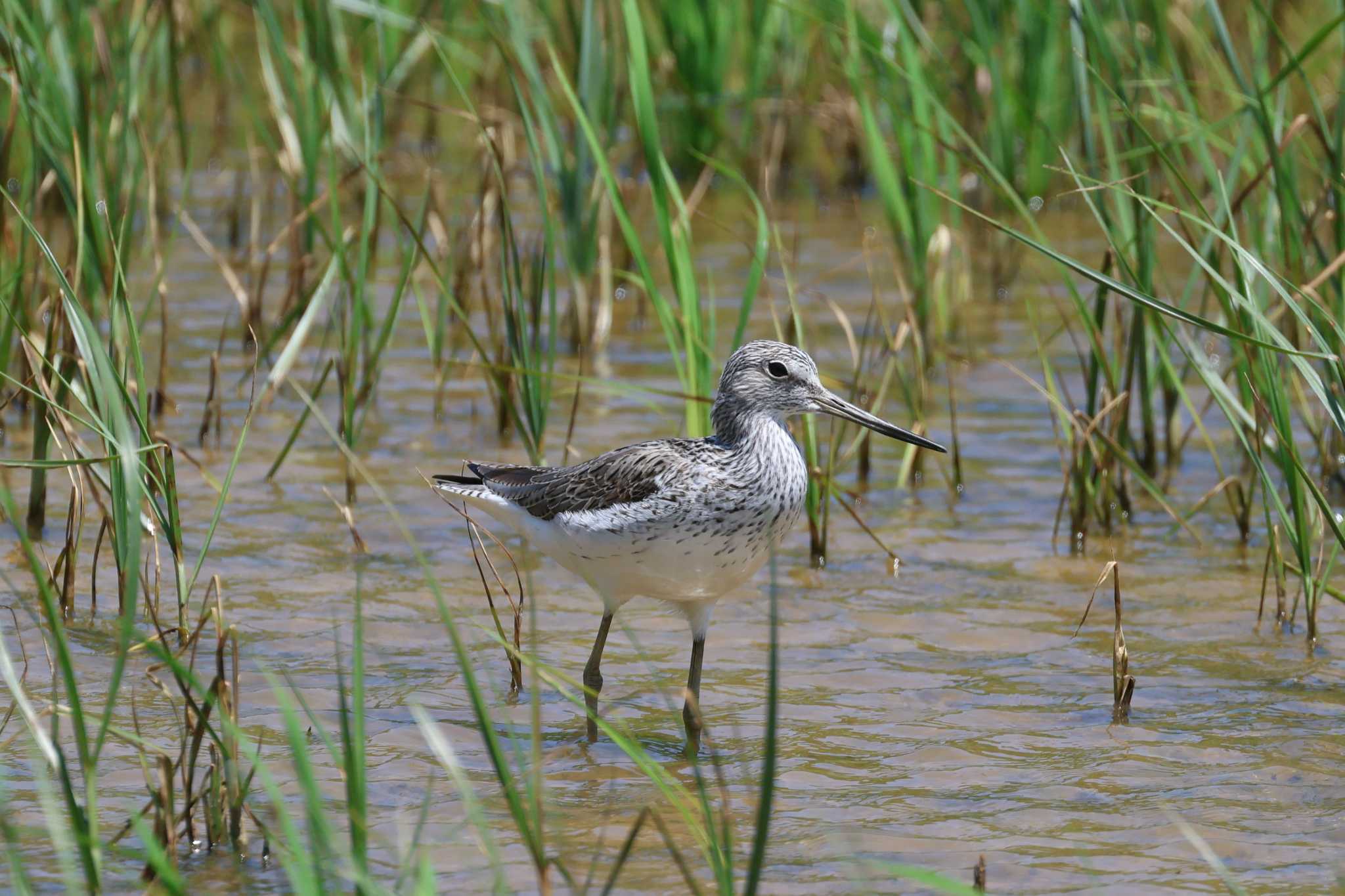 Common Greenshank