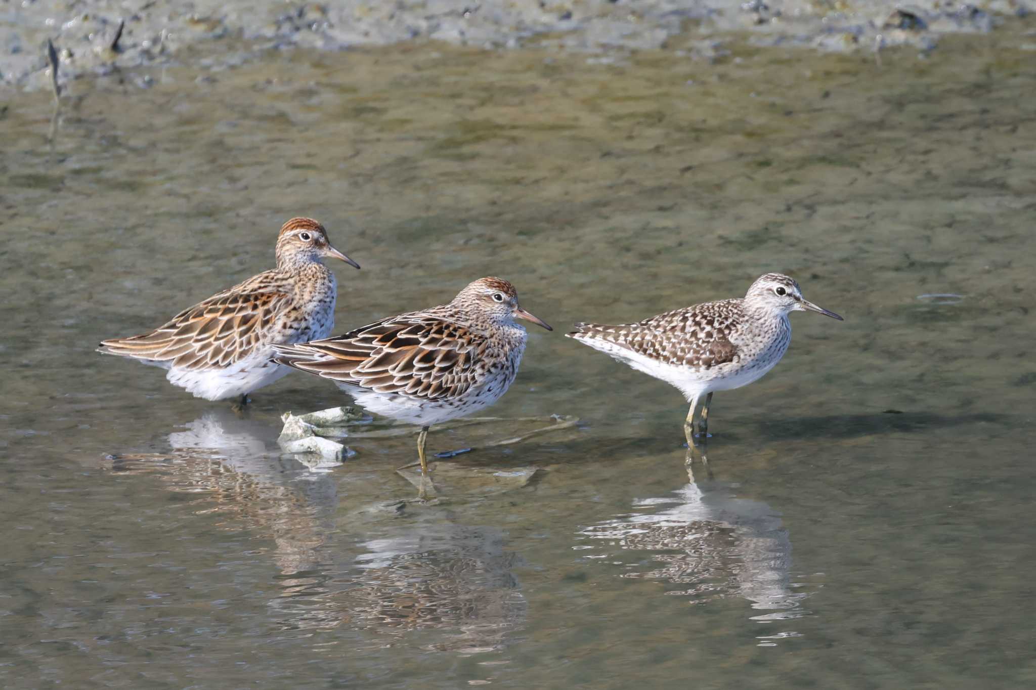 Sharp-tailed Sandpiper