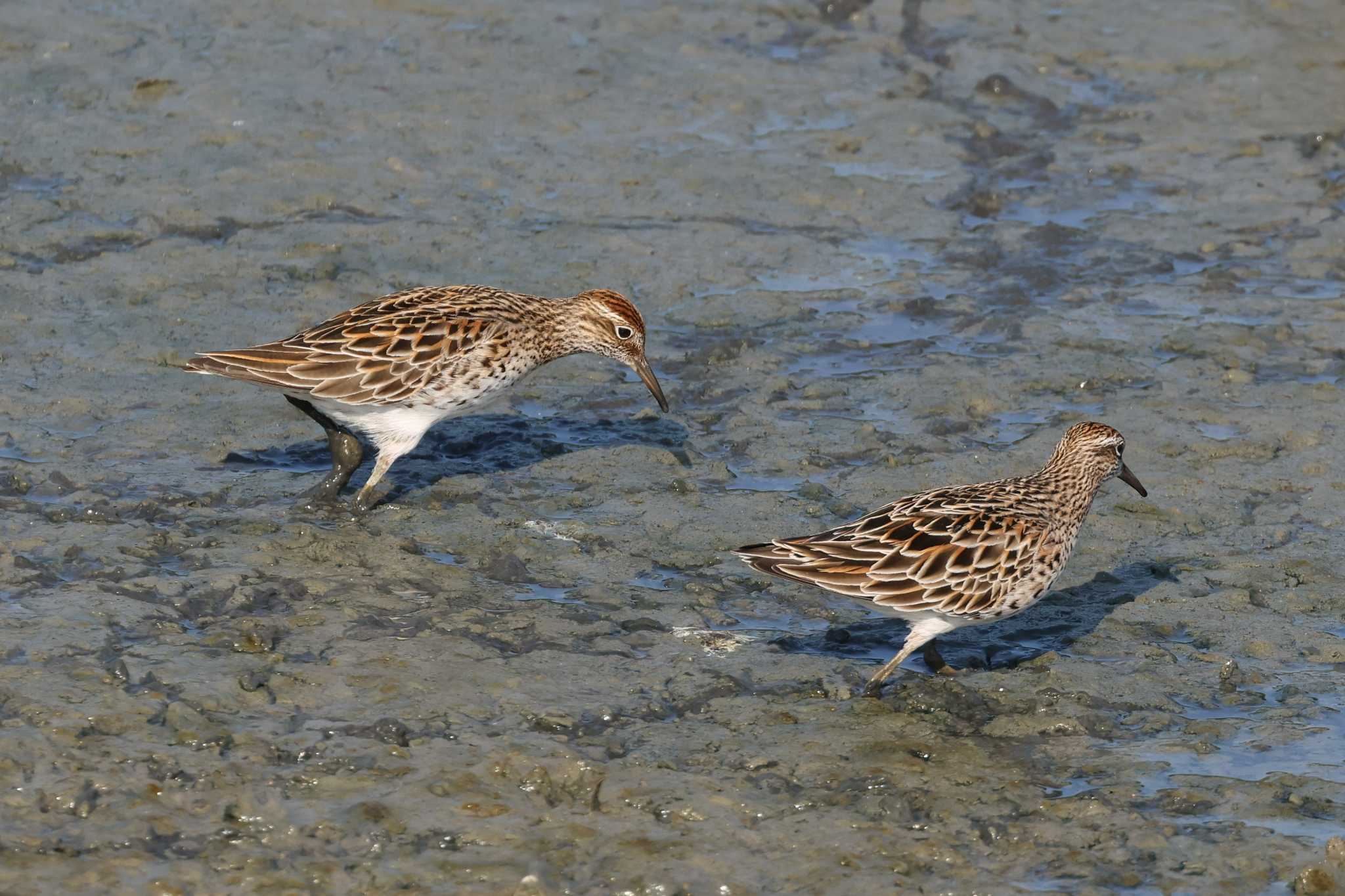 Sharp-tailed Sandpiper