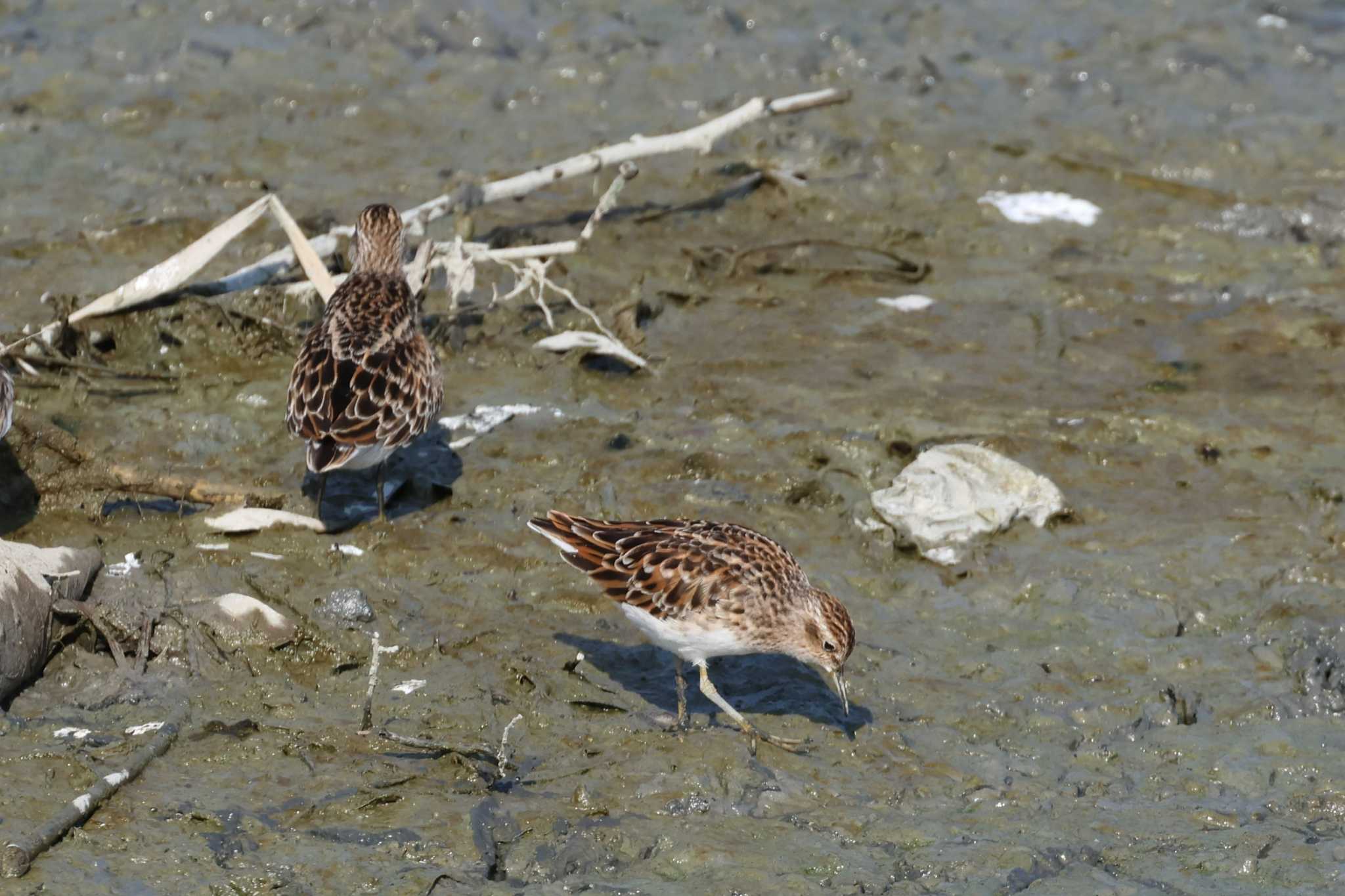 Photo of Long-toed Stint at 与根の三角池 by ぼぼぼ