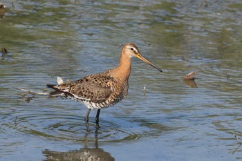 Black-tailed Godwit 与根の三角池 Tue, 5/2/2023