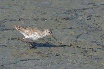 Common Redshank 与根の三角池 Tue, 5/2/2023