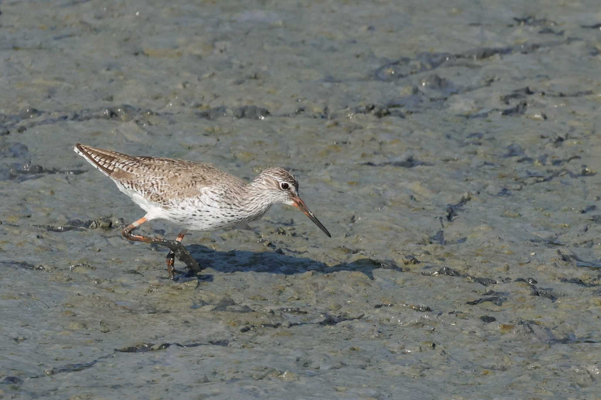 Common Redshank