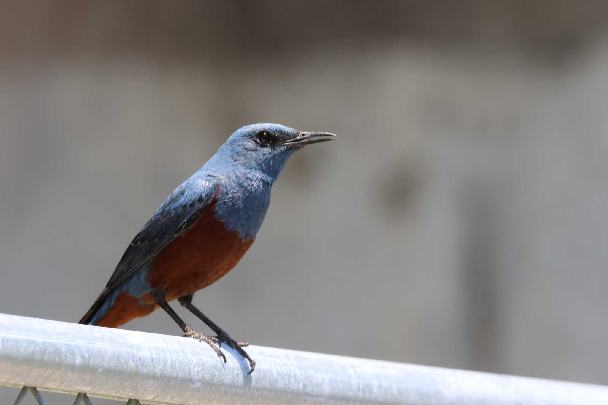 Photo of Blue Rock Thrush at 金武町(沖縄県) by ぼぼぼ