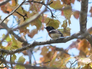 Mugimaki Flycatcher 支笏湖野鳥の森 Sun, 5/14/2023