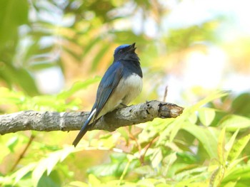 Blue-and-white Flycatcher 支笏湖野鳥の森 Sun, 5/14/2023