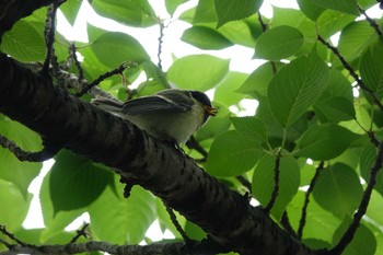 シジュウカラ 木場公園(江東区) 2023年5月15日(月)