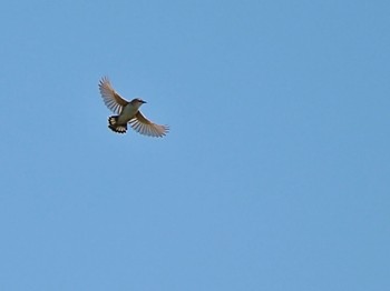 2023年5月4日(木) 妙岐ノ鼻の野鳥観察記録