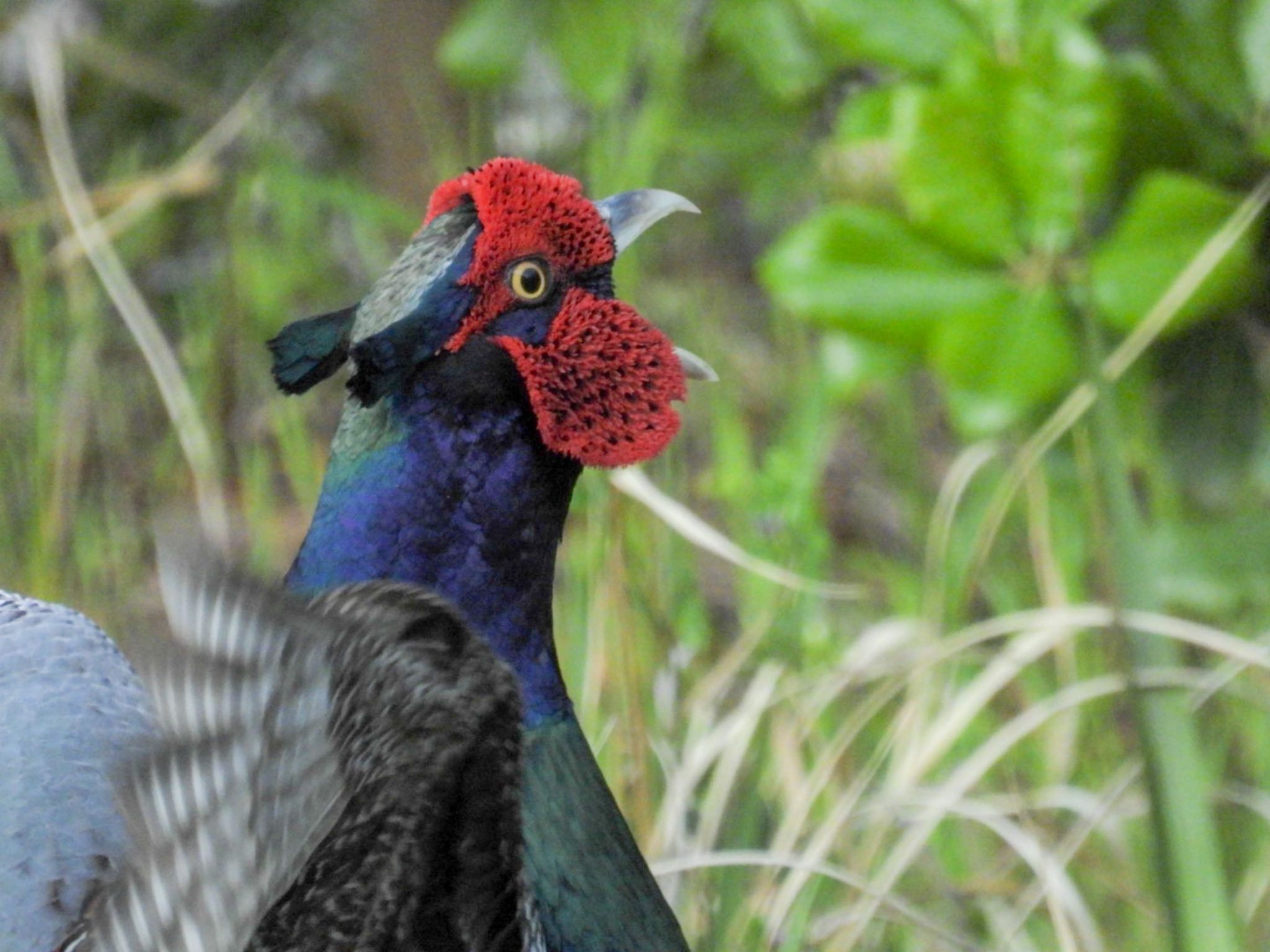 Photo of Green Pheasant at 新潟市西区 by ぽちゃっこ