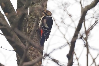 アカゲラ 伊香保森林公園 2023年5月13日(土)