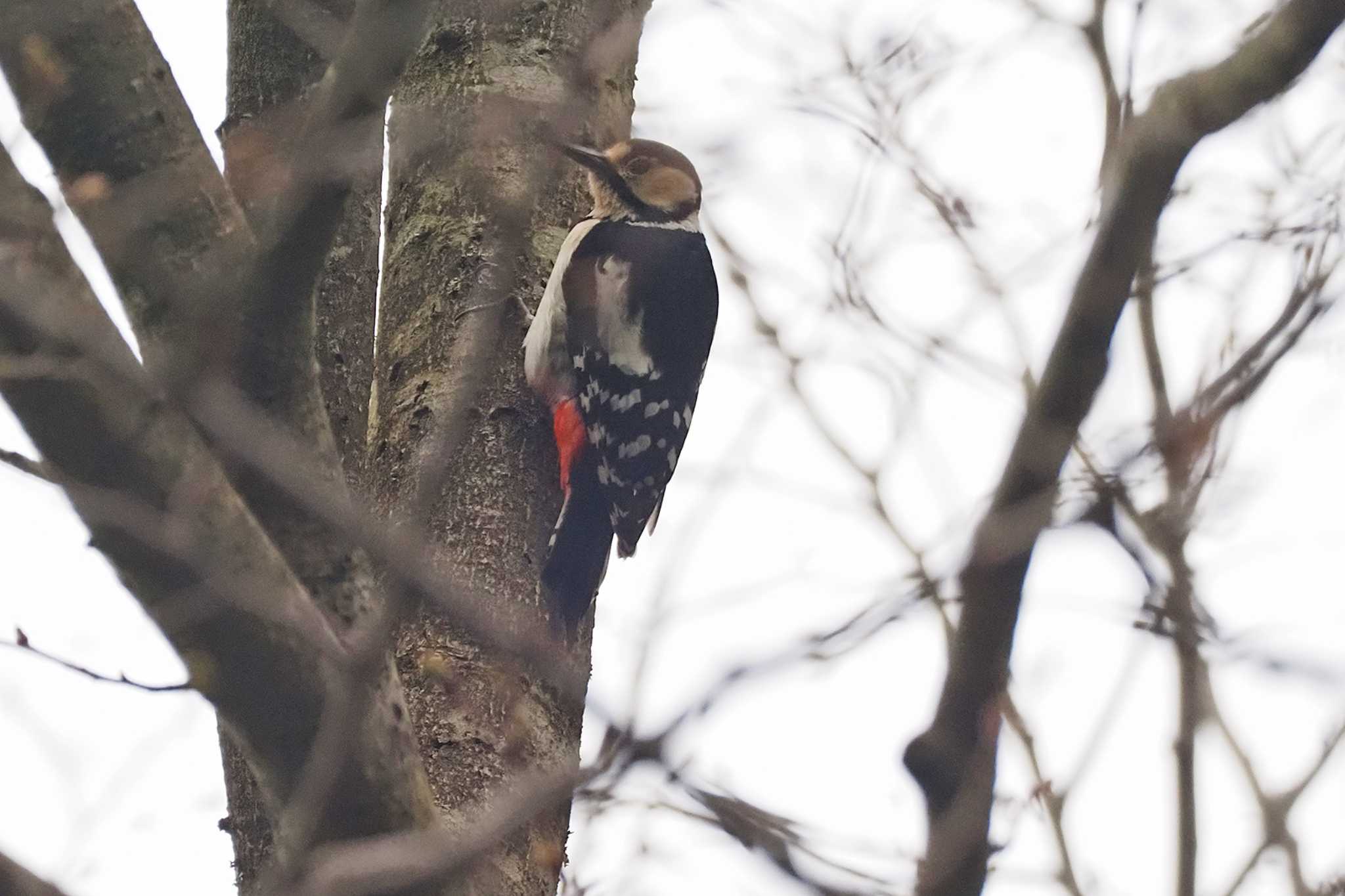 Great Spotted Woodpecker