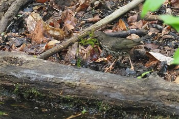 クロツグミ 伊香保森林公園 2023年5月13日(土)