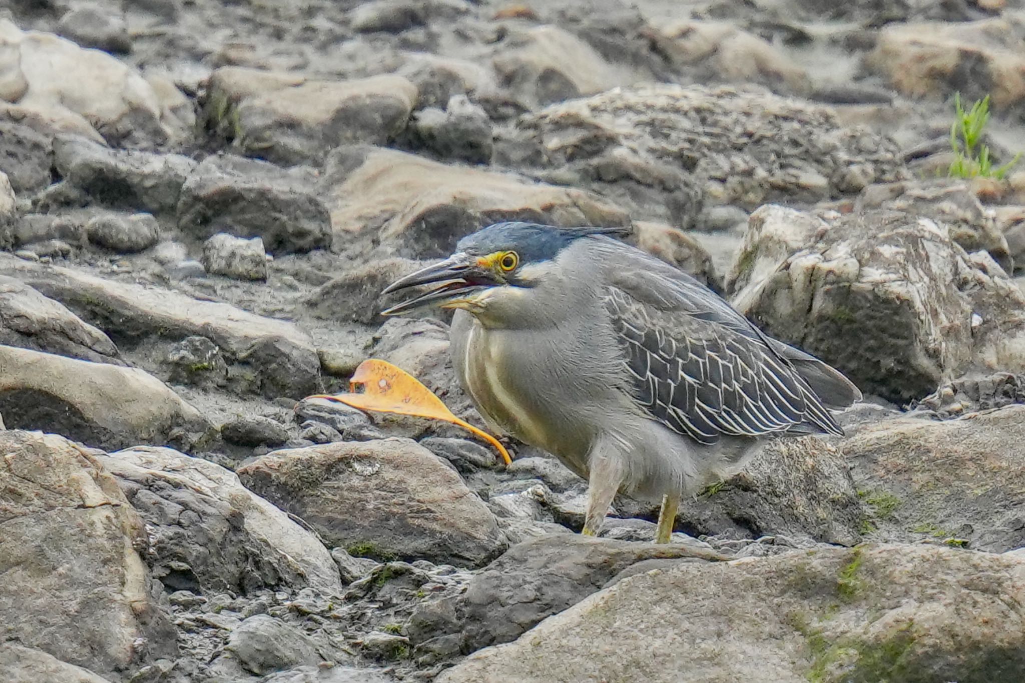 Striated Heron