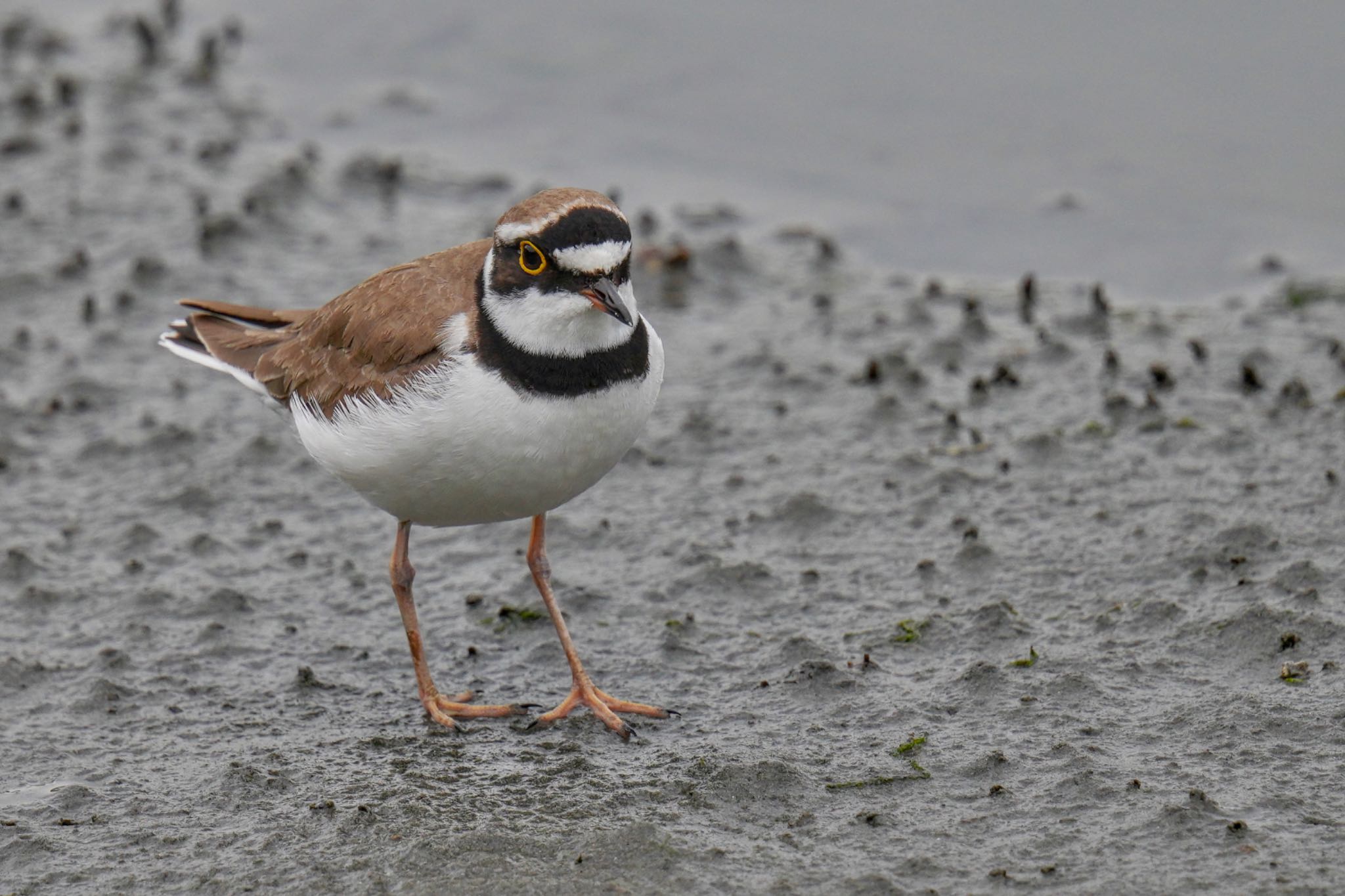 Little Ringed Plover