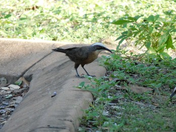 Grey-crowned Babbler kununura Thu, 4/20/2023