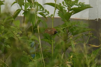 Scaly-breasted Munia タイ Sat, 6/9/2018
