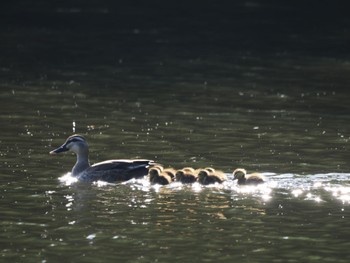 2023年5月16日(火) 白幡沼(さいたま市)の野鳥観察記録