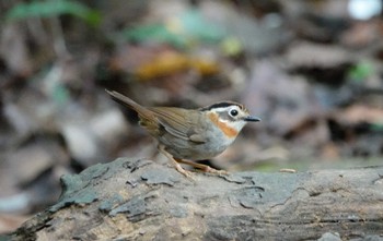 クビワチメドリ Cuc Phuong National Park 2023年5月1日(月)