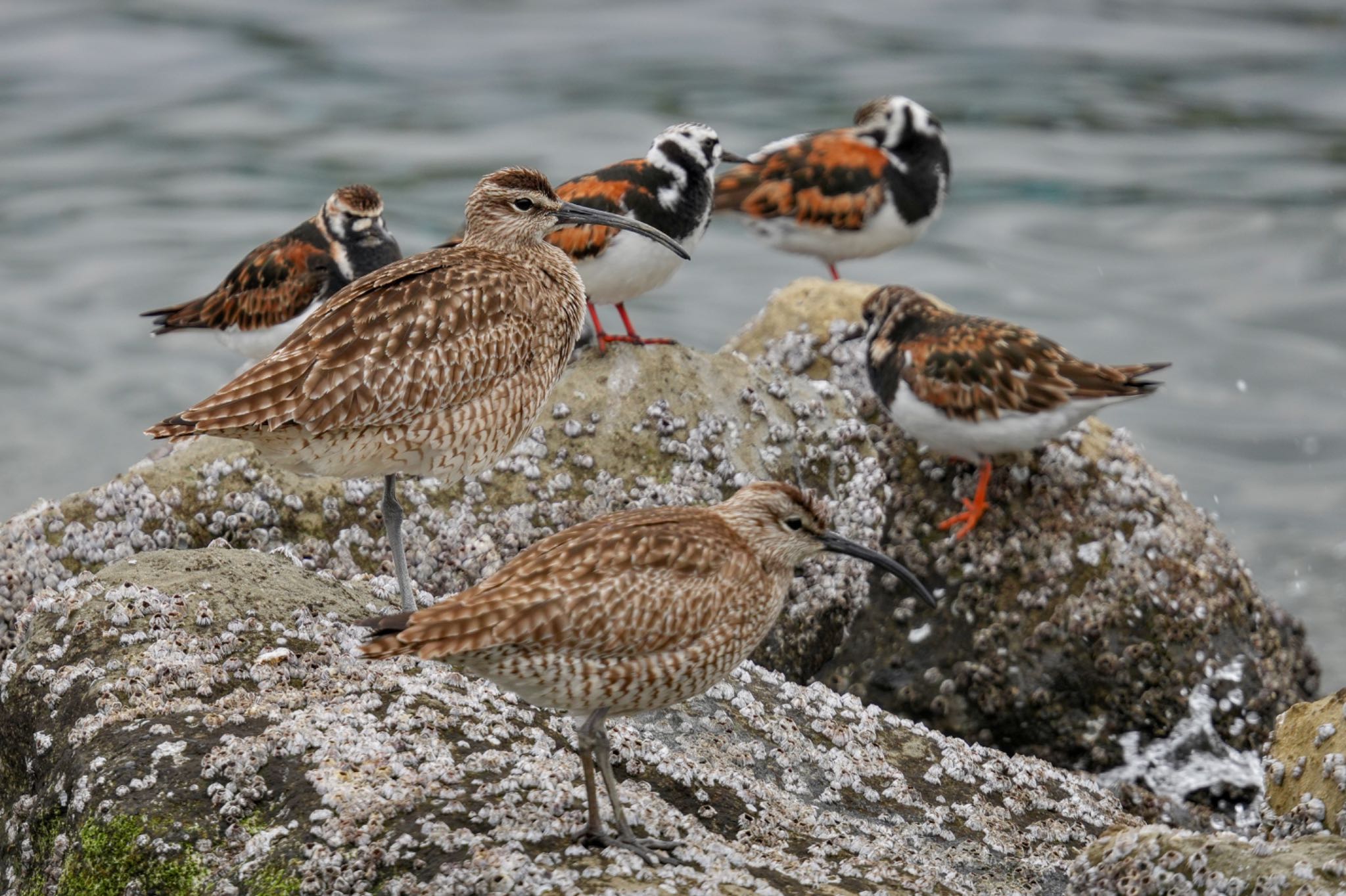 Eurasian Whimbrel