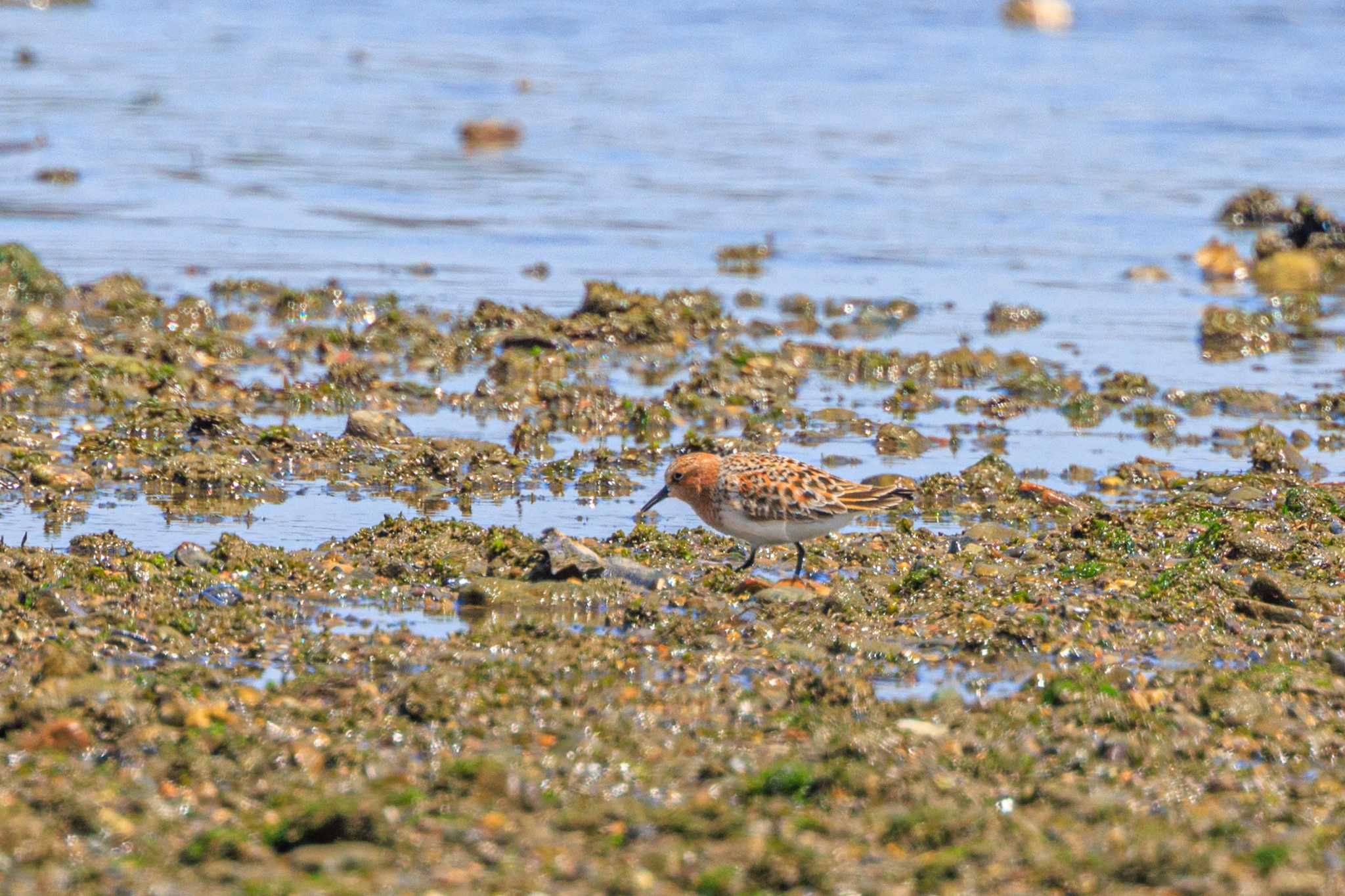 Photo of Red-necked Stint at 加古川河口 by ときのたまお