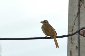 Streak-eared Bulbul タイ Sat, 6/9/2018